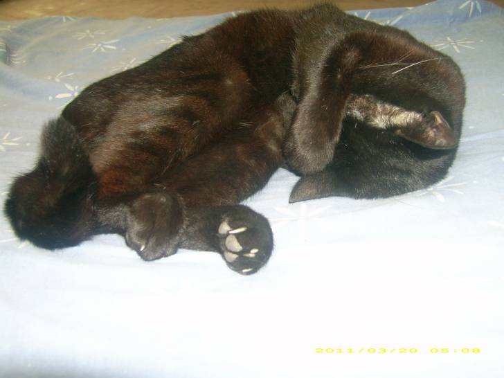 Gu gus - Mâle (2 ans)