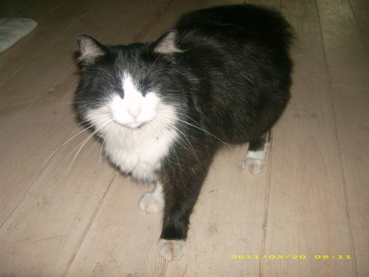 Félix - Mâle (3 ans)