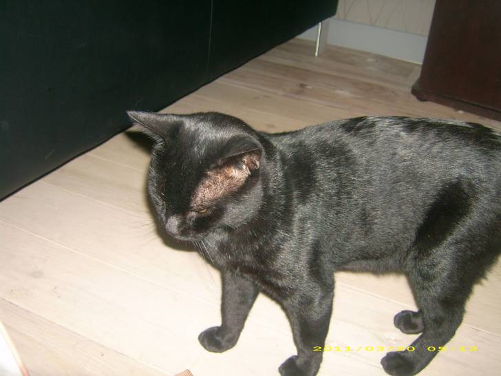 Didi ou Pongo - Mâle (2 ans)