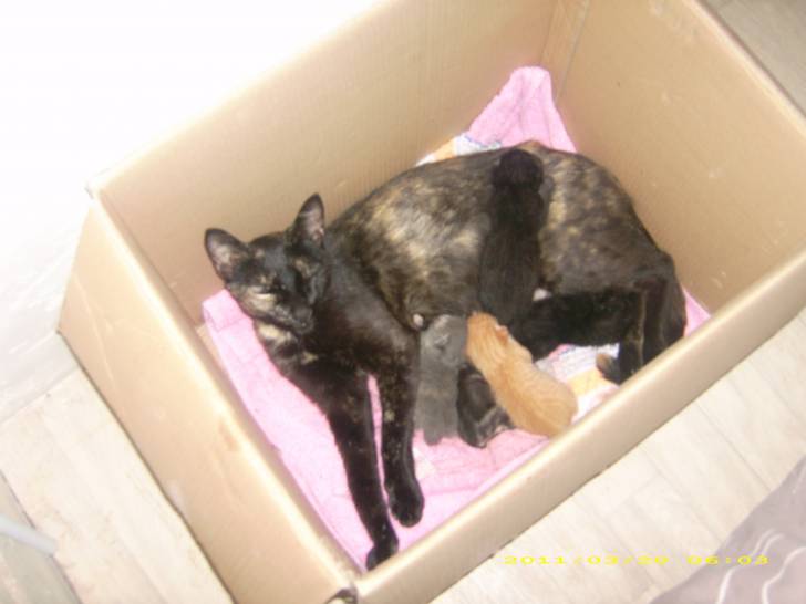 Lola et ses bébés - (2 ans)
