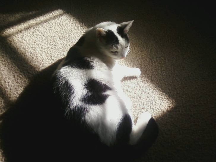 Lucky - Mâle (15 ans)