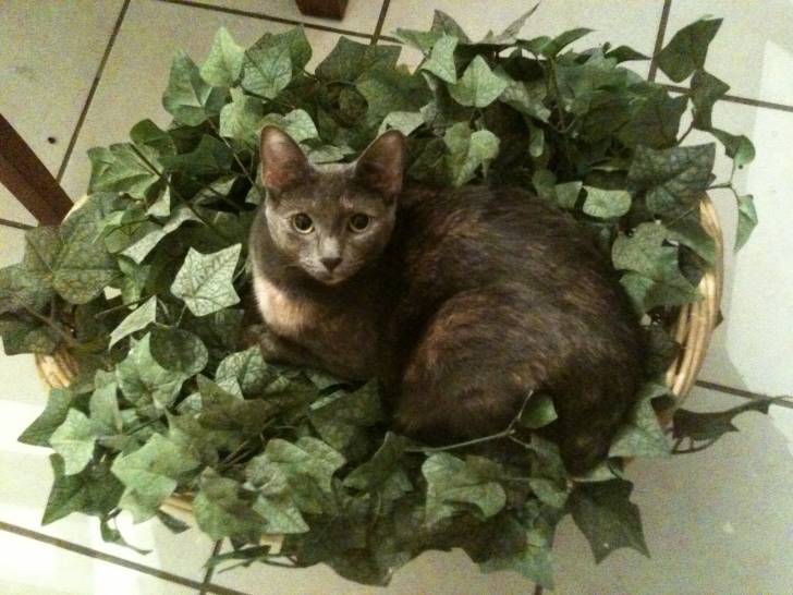 Amelia - (2 ans)