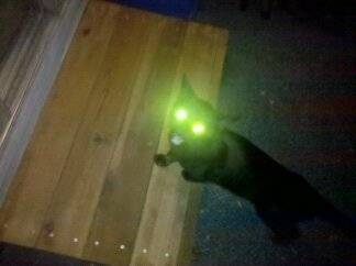 my cat buck - Mâle (10 ans)