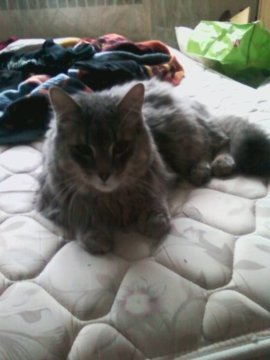Charlie - Mâle (6 mois)