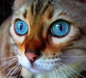 Patchpaw - Mâle (8 mois)