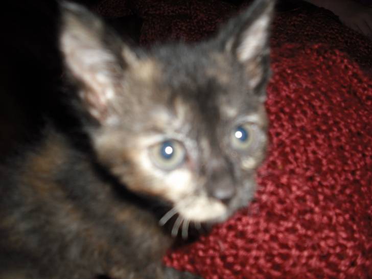 little kitty - (6 ans)