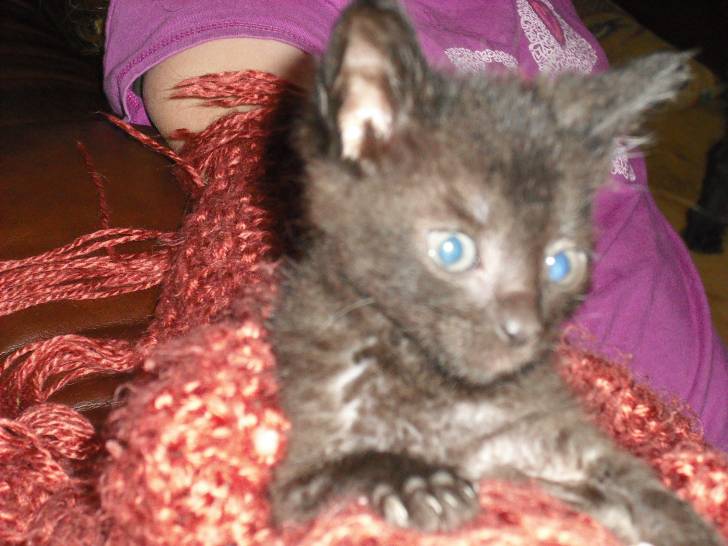 little kitty 3 - Mâle (6 mois)