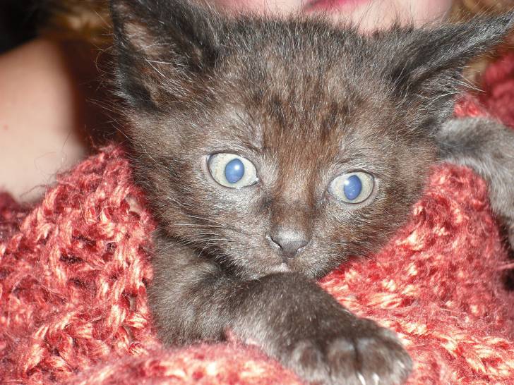 little kitty 4 - Mâle (6 mois)