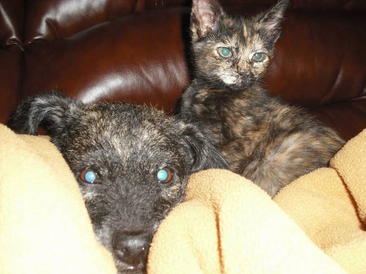 cocoa and bully -