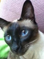 Choupi - Mâle (4 ans)