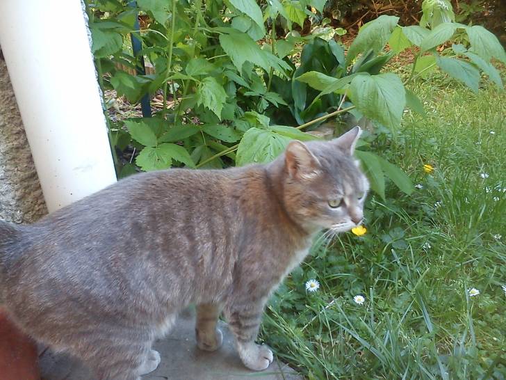 Miaoumiaou - Mâle (5 ans)