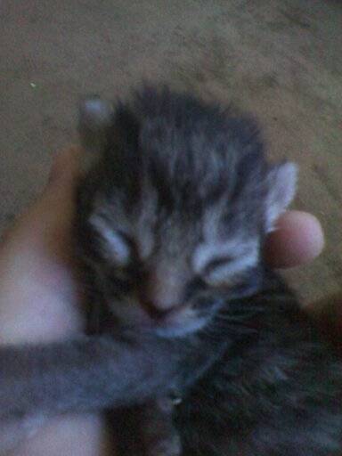 baby - Mâle (1 mois)