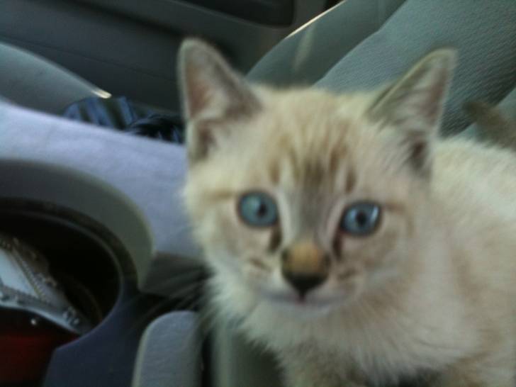 Vinnie - Mâle (3 mois)