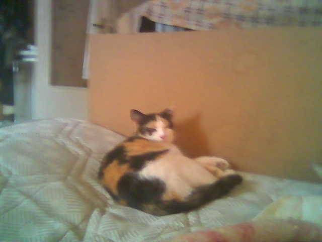 PUPUCE2 - (9 ans)