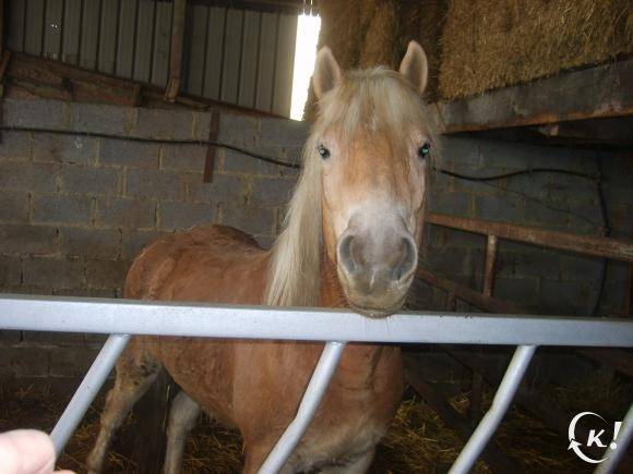 toscane - Mâle (6 ans)