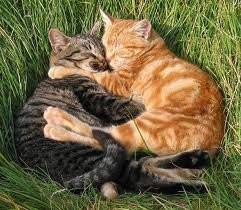 chat !!! trop mignon -