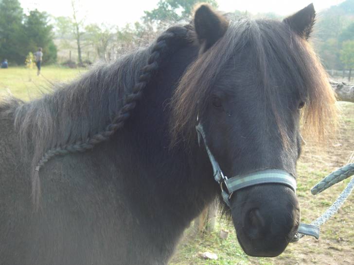 Pipou - Mâle (5 ans)
