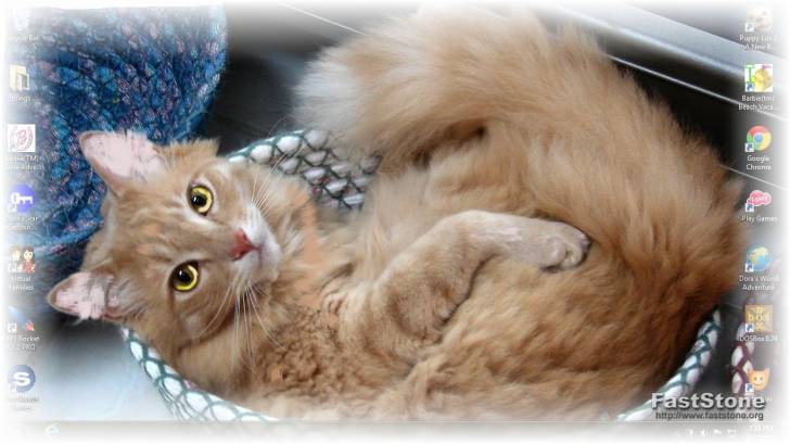 Cookie - (5 ans)