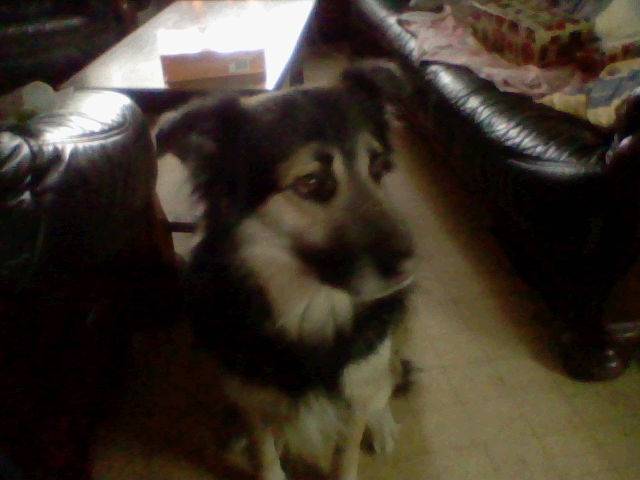 Balto - Mâle (5 ans)