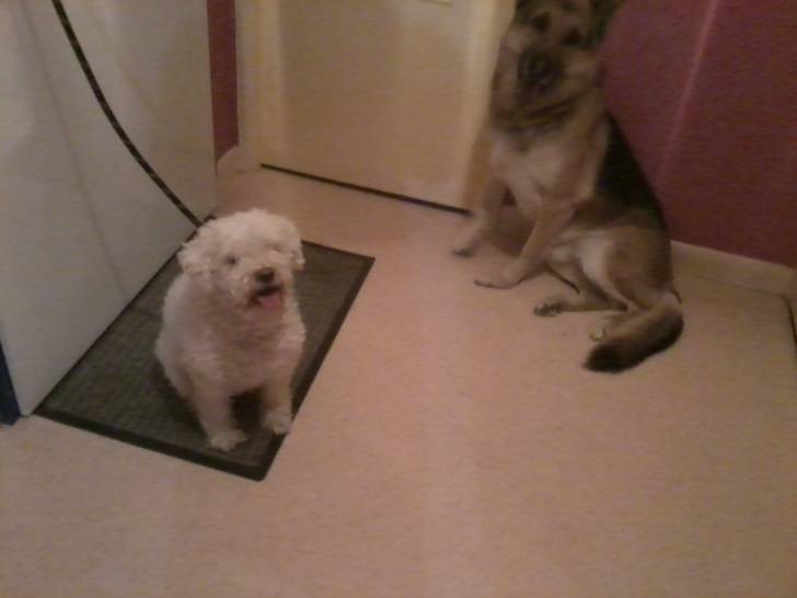 Champion et Annouchka - (8 ans)