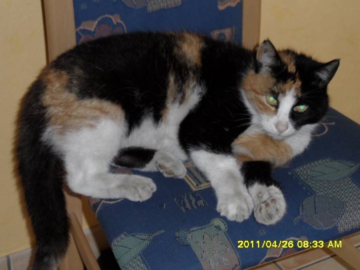 Miss Emmy -