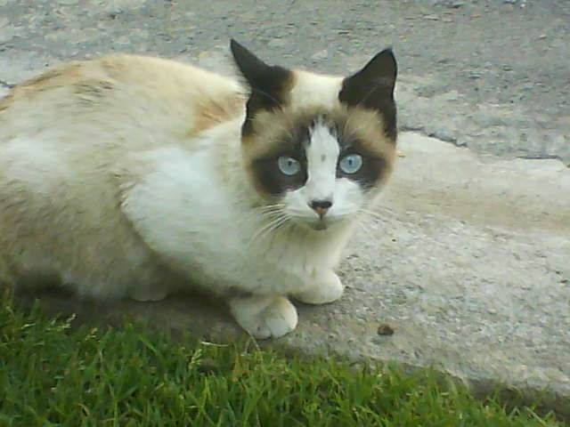 campanita - (2 ans)