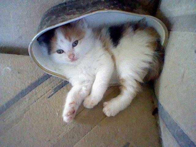 Izzabella - (3 mois)