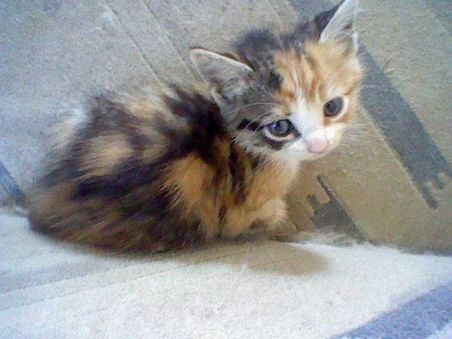 Cali - (3 mois)