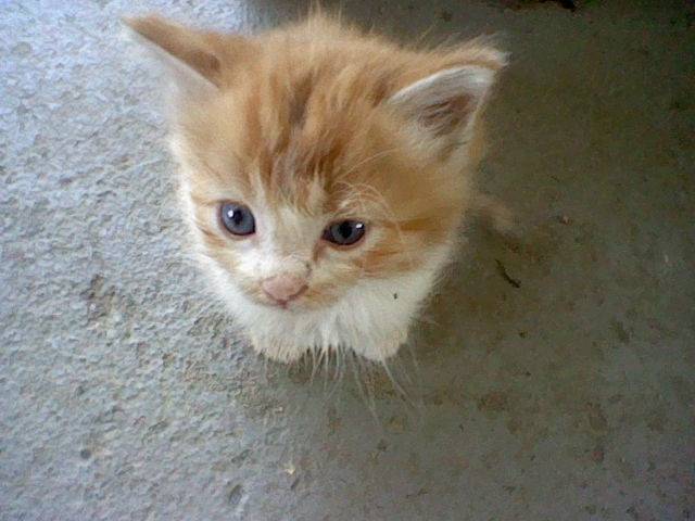 Nemo - Mâle (3 mois)