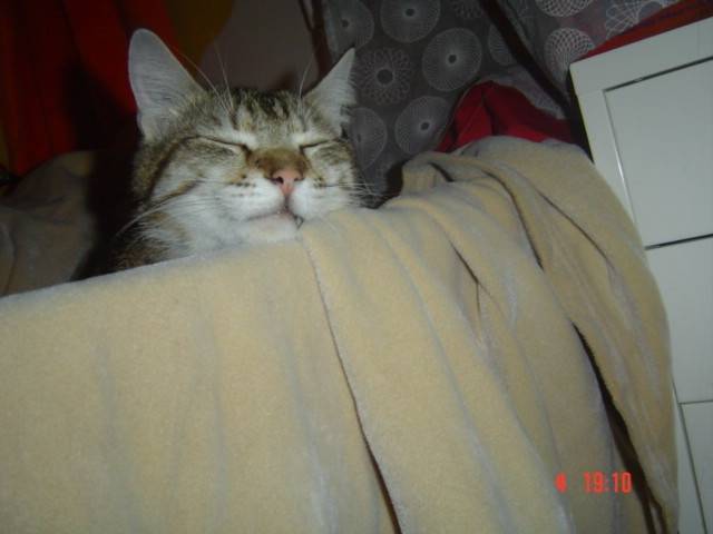 Timboli - Mâle (2 ans)