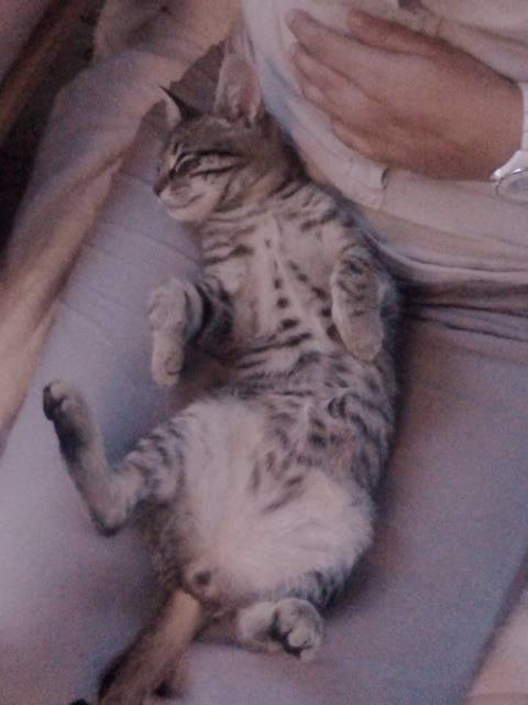 Baloo - Mâle (4 mois)