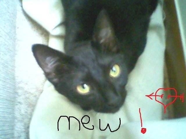 mew mew - (3 ans)