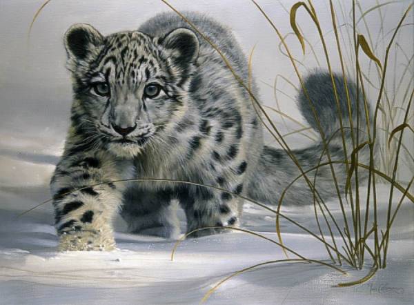 snowleopard -