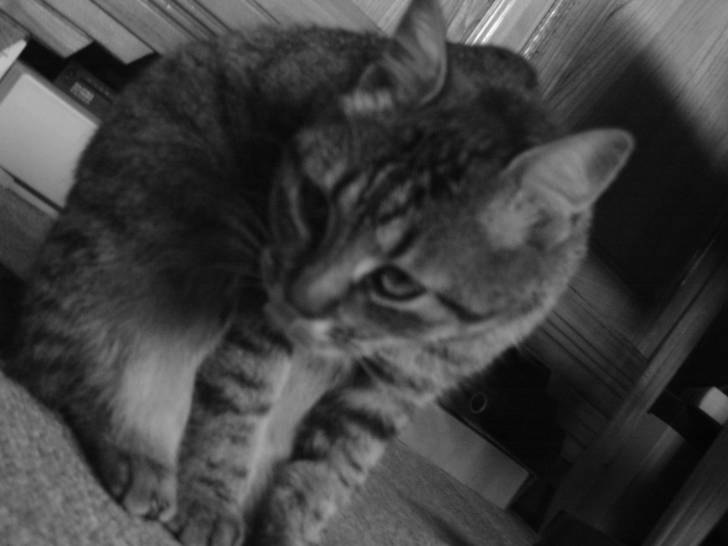 Free-Pet - (2 ans)