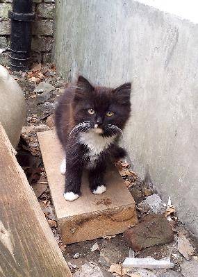 Maja - (4 mois)