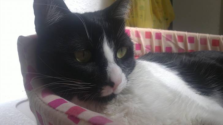 Kitty - (2 ans)