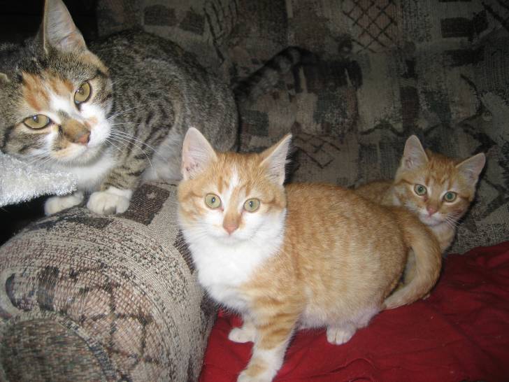 Layla Scooter and Izzy -