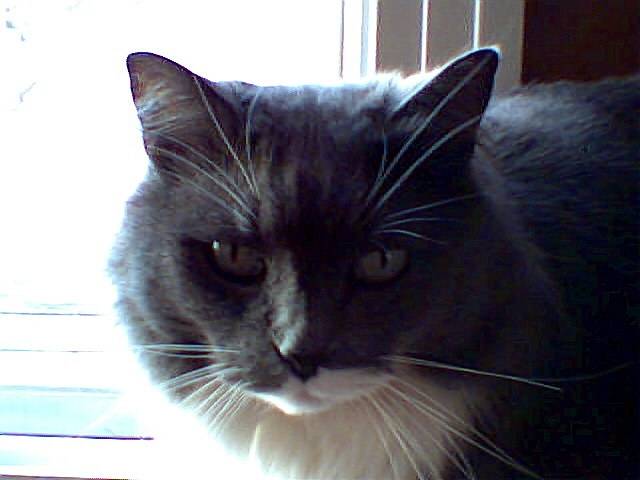 Boots - Mâle (6 ans)
