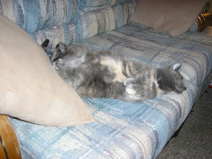 Gypsy - (8 ans)