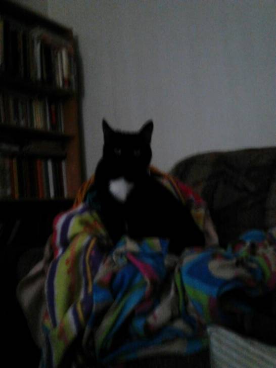 oreo - (5 ans)