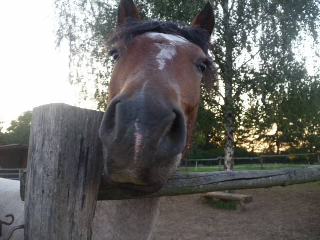 Romino - Mâle (3 ans)