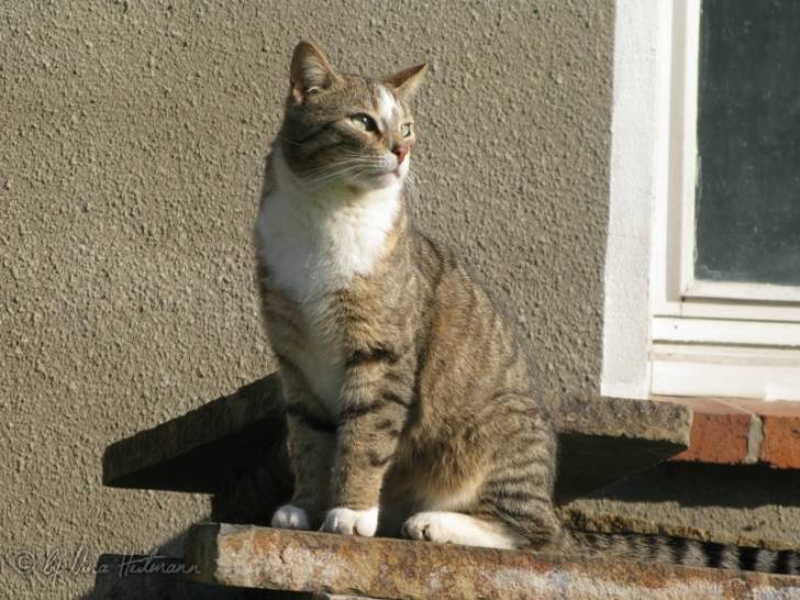 little king - Mâle (2 ans)