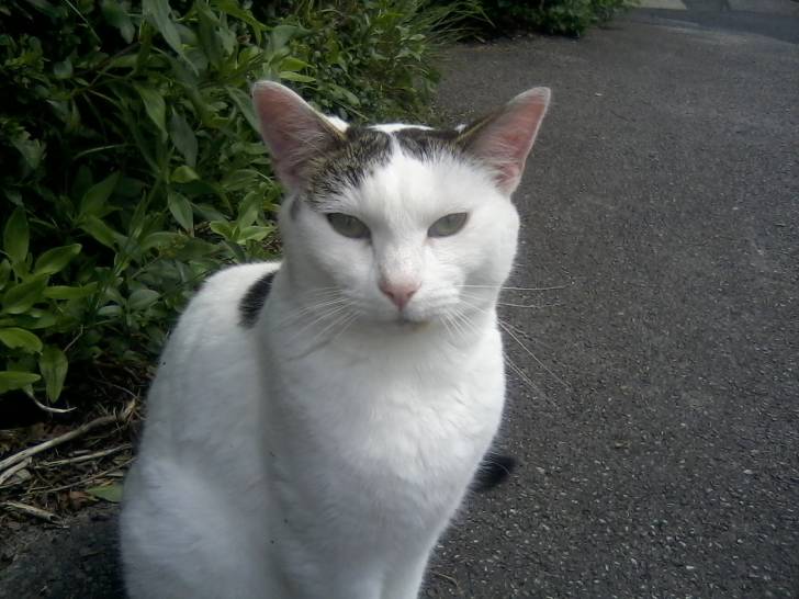 Kitty - (3 ans)