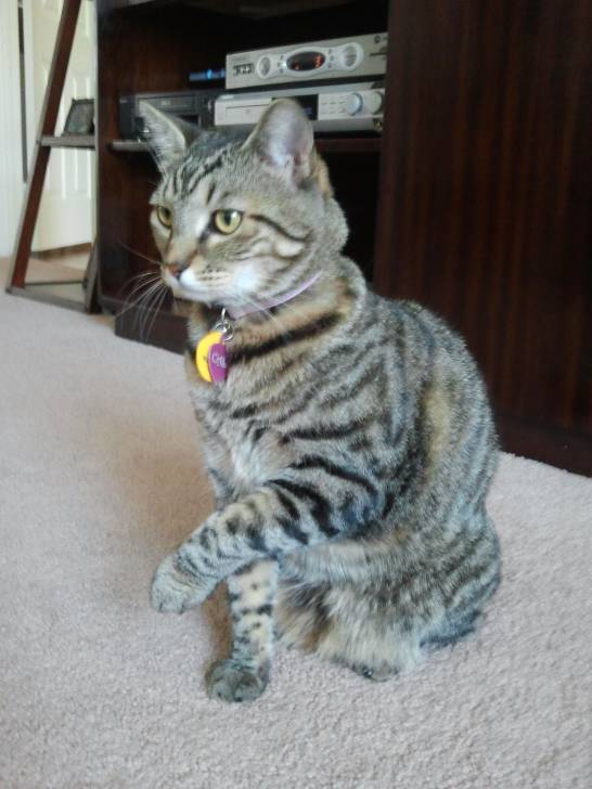 Cali - (2 ans)