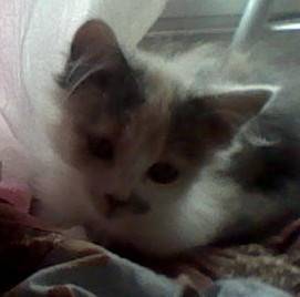 Baby - (2 mois)