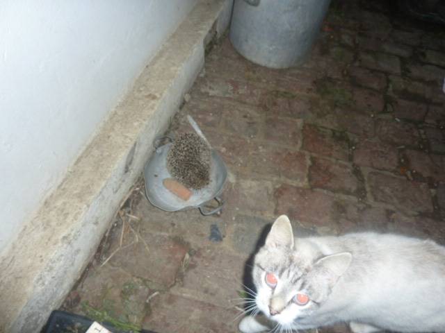 mimine - (2 ans)