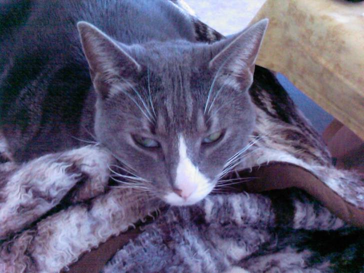 Kira - (4 ans)