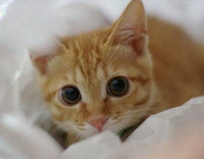 Jaffa - (4 mois)