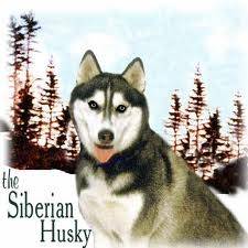 HUSKY - (2 ans)