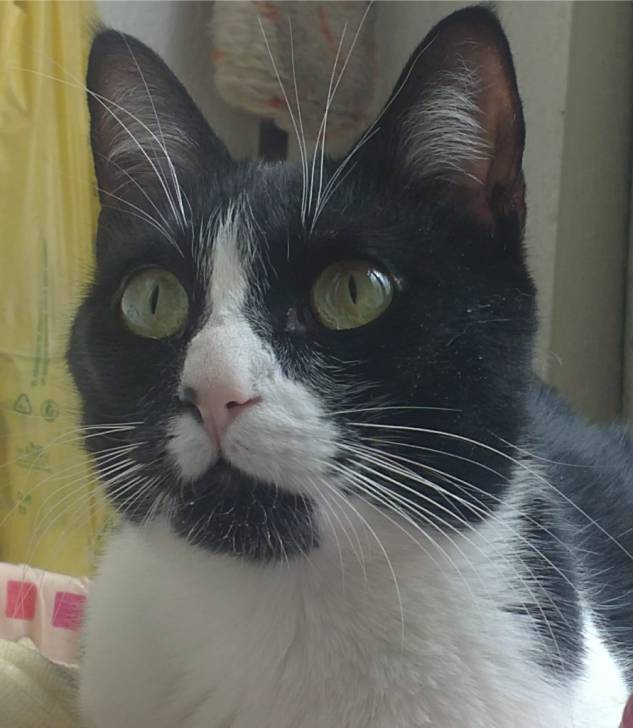 Kitty - (2 ans)